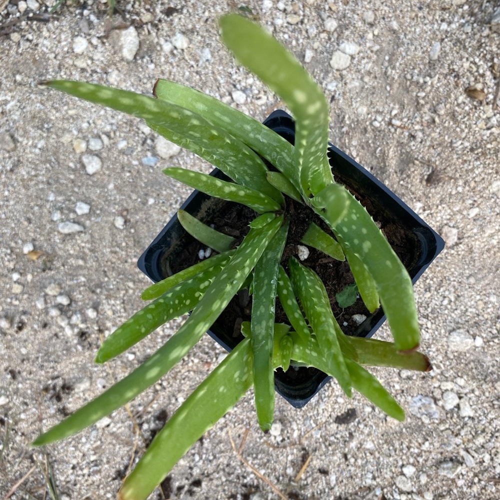 Aloe Vera Plants/Succulents